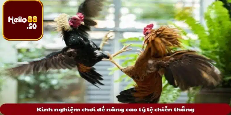 Kinh nghiệm nâng cao tỷ lệ thắng